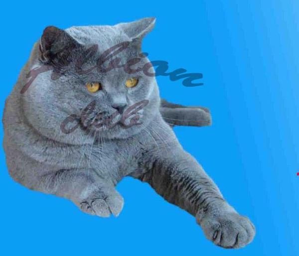 Gatitos british shorthair(britanico pelo corto)