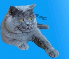 Gatitos british shorthair(britanico pelo corto) - mejor precio | unprecio.es