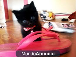 gatitos varios cruces todo un regalo 634 32 37 82