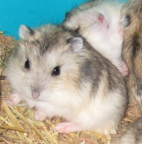 Hamster ruso joven de color gris + jaula nueva