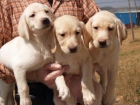 Labrador, tu cachorro economico - mejor precio | unprecio.es