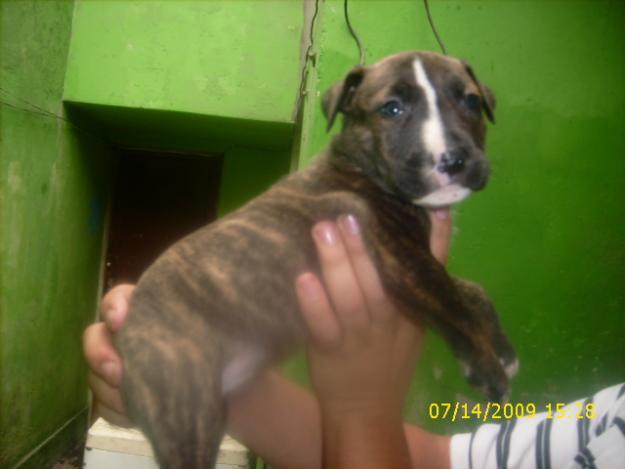 pago mucho por tu stock