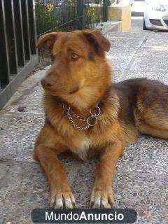 perro bueno