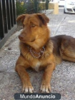 perro bueno - mejor precio | unprecio.es