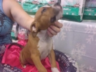 PRECIOSAS Y ENCANTADORAS AMERICAN STAFFORDSHIRE - mejor precio | unprecio.es
