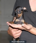 Regalo Pinscher Toy Malaga todas las vacunas para su adopcion con pedigree - mejor precio | unprecio.es