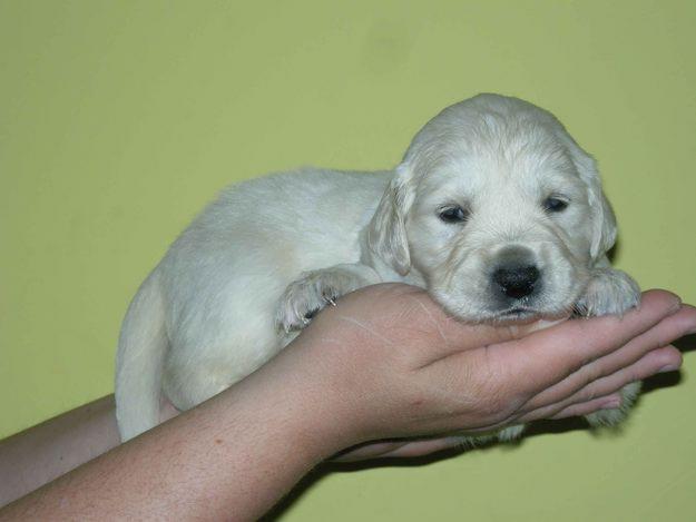 Venta Cachorros Golden Retriever Claros