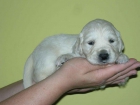 Venta Cachorros Golden Retriever Claros - mejor precio | unprecio.es