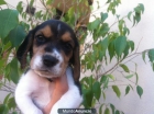 Cachorro Beagle - mejor precio | unprecio.es