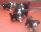 Cachorros de bearded collie disponibles - mejor precio | unprecio.es