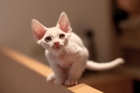 Devon rex - mejor precio | unprecio.es