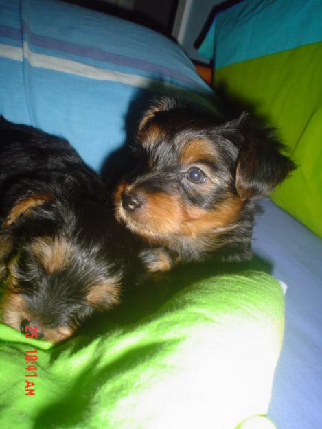 Dos cachorros yorkshire terrier