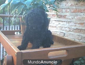 PRECIOSOS CANICHES A BUEN PRECIO