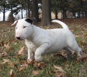 Pura raza Mini Bull Terrier cachorro