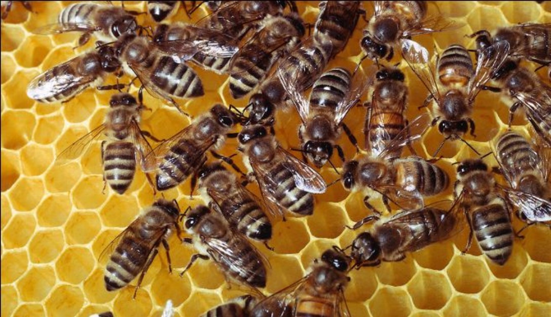 Retirada-eliminaciónn enjambres de abejas y avispas