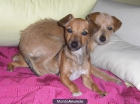 ADOPCIÓN ALBA Y SANDRA - mejor precio | unprecio.es
