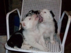 3 cachorros de border collie - mejor precio | unprecio.es