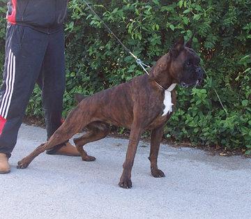 BOXER EXCELENTE CACHORRA