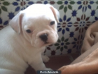 bulldog frances - mejor precio | unprecio.es