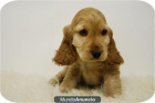 cachorritos de cocker canelas con dos meses - mejor precio | unprecio.es