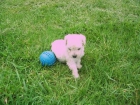 CANCHER TOY, COCKER INGLES, BEAGLE TRICOLORES, BOXER, YORKSHIRE TERRIER ENANO, PERROS DE AGUA - mejor precio | unprecio.es