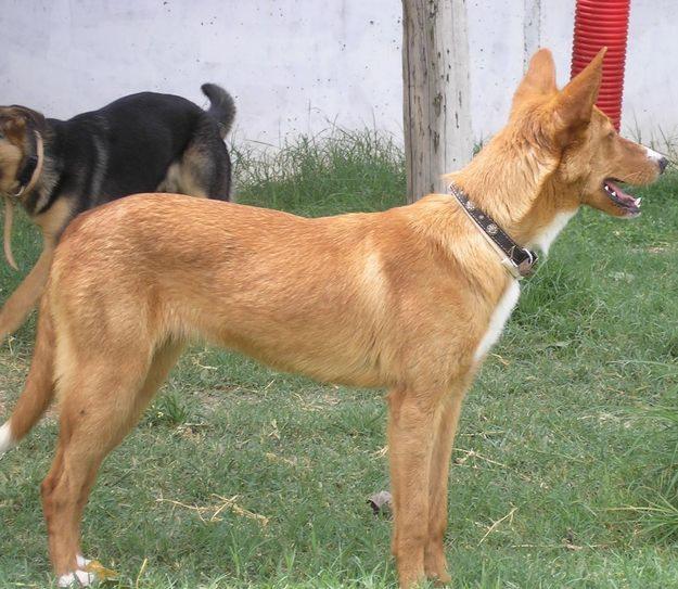 En adopción TARA, cruce de podenco 9 meses