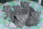Gatitos azul ruso - mejor precio | unprecio.es