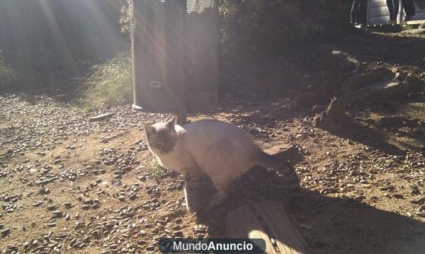 Gato o Gata encontrada en bosque de Sarrià, Barcelona