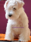 HEMBRA - SCHNAUZER MINIATURA BLANCO - mejor precio | unprecio.es