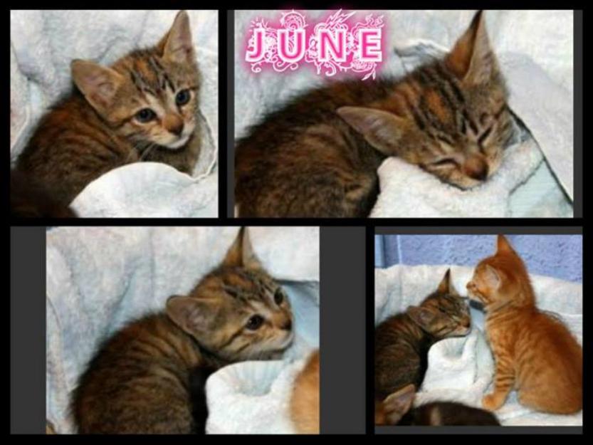 June y Junco tiernos gatitos que se merecen un hogar Son + a leucémia.