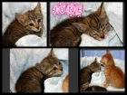June y Junco tiernos gatitos que se merecen un hogar Son + a leucémia. - mejor precio | unprecio.es
