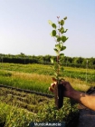 Plantas de algarrobo (ceratonia siliqua) - mejor precio | unprecio.es
