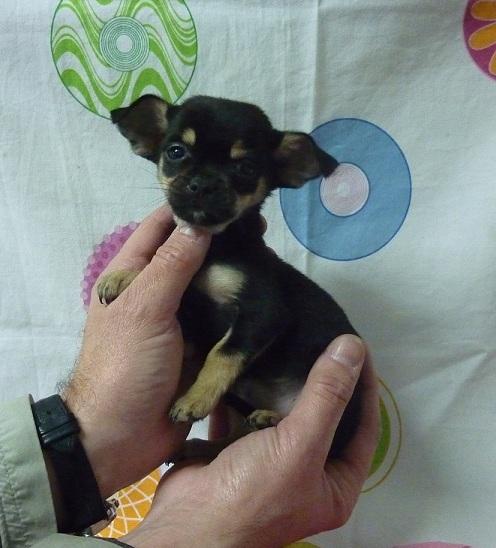 Preciosos cachorritos de Chihuahua machos y hembras