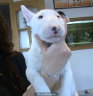 Se vende cachorro de Bull Terrier - mejor precio | unprecio.es