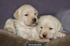VENDO cahorros de Labrador retriever - mejor precio | unprecio.es