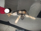 54 PERROS BUSCANDO UN HOGAR - VALENCIA - mejor precio | unprecio.es