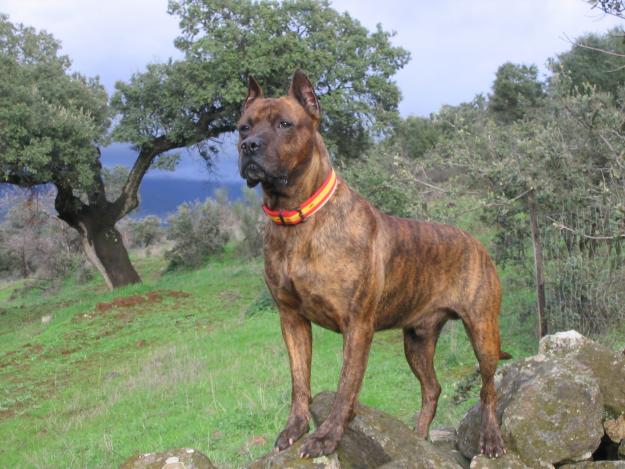 alano español