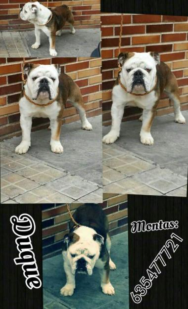 bulldog ingles montas de calidad