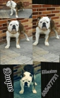 bulldog ingles montas de calidad - mejor precio | unprecio.es