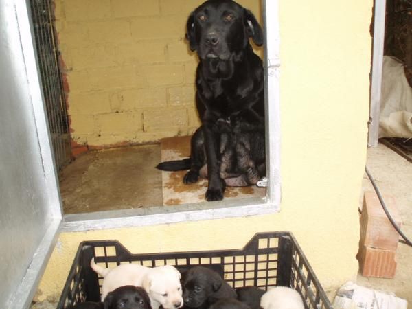 camada de labradores con pedigree