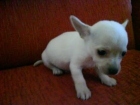 chihuahu blanco---OFERTA--- - mejor precio | unprecio.es