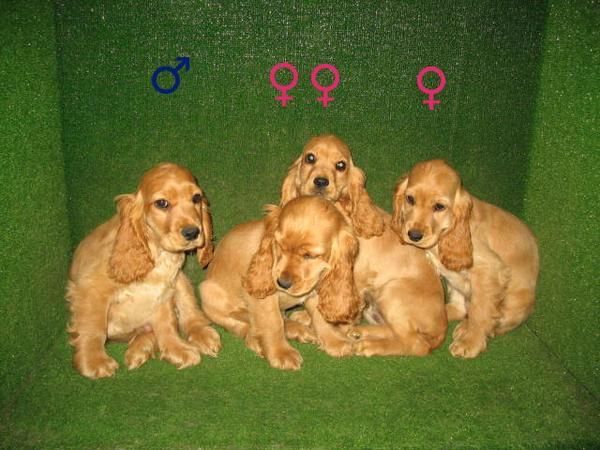 EXCELENTES COCKER SPANIEL A 190 EUROS :)