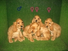 EXCELENTES COCKER SPANIEL A 190 EUROS :) - mejor precio | unprecio.es