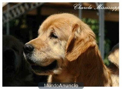 Golden Retriever. Ch. Charola Mississippi y Blondy. Prevista camada para Julio