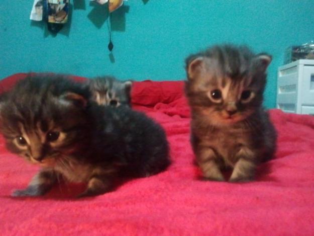 mini gatitos persas