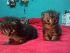 mini gatitos persas - mejor precio | unprecio.es