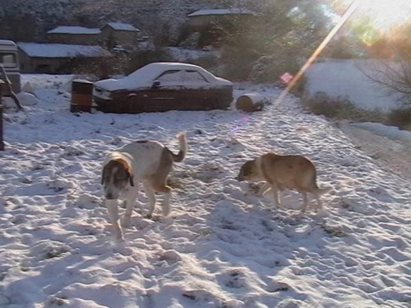 perros mastines leoneses