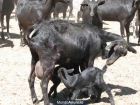 Rebaño de cabras en La Peza, Granada - mejor precio | unprecio.es