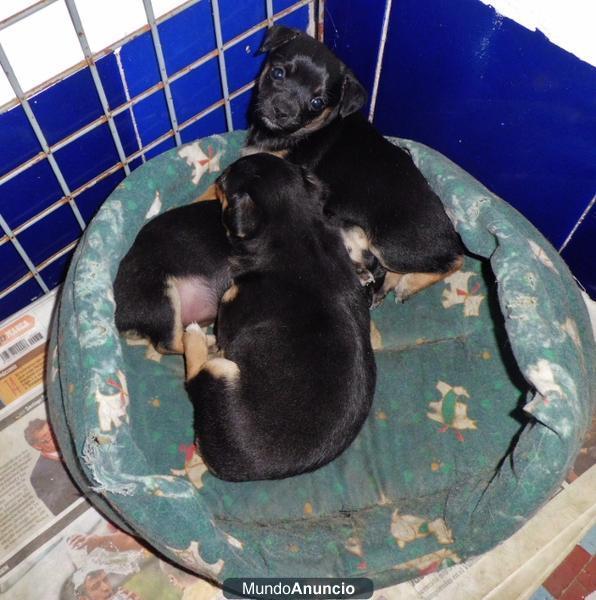 2 perritas ratoneras muy guapas