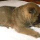 akita  para adopcion - mejor precio | unprecio.es